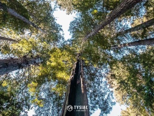 Redwood - najwyższe drzewa świata