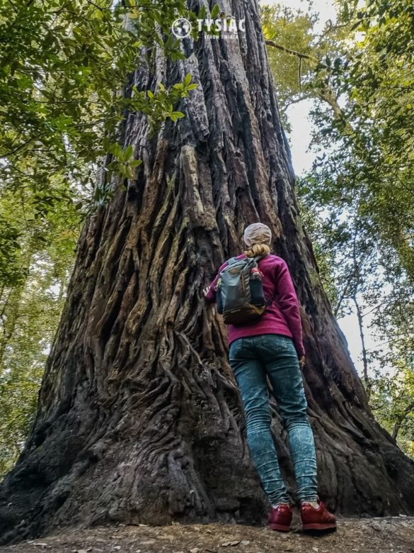 Redwood - gigantyczne sekwoje