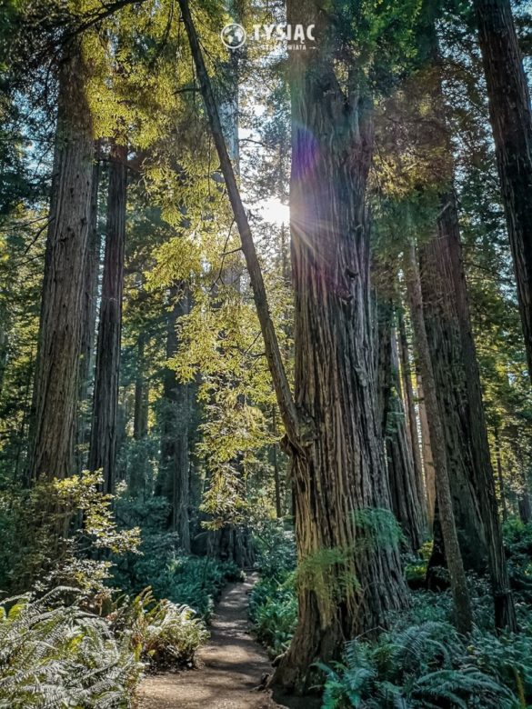 Redwood - zwiedzanie parku narodowego